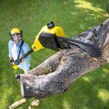 Best Tree Disease Treatment  in Colon, MI